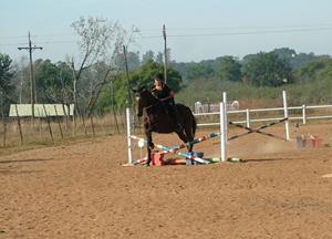Show jumping and Dressage show